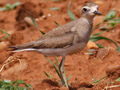 Caspian Plover